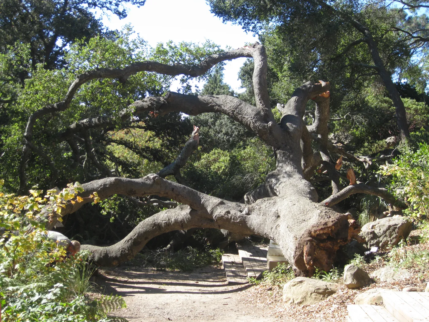 Fallen oak (Coastal Live Oak) tree in the Discovery Garden