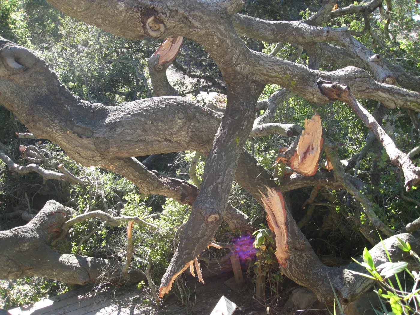Fallen oak tree in the Discovery Garden