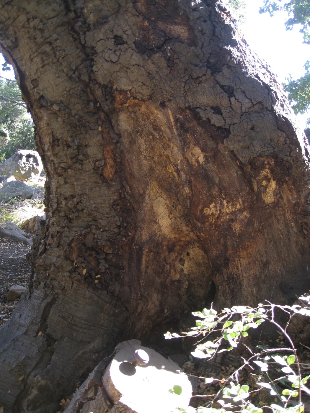 Arroyo oak (Coastal Live Oak) removed as precaution after toppling of adjacent oak
