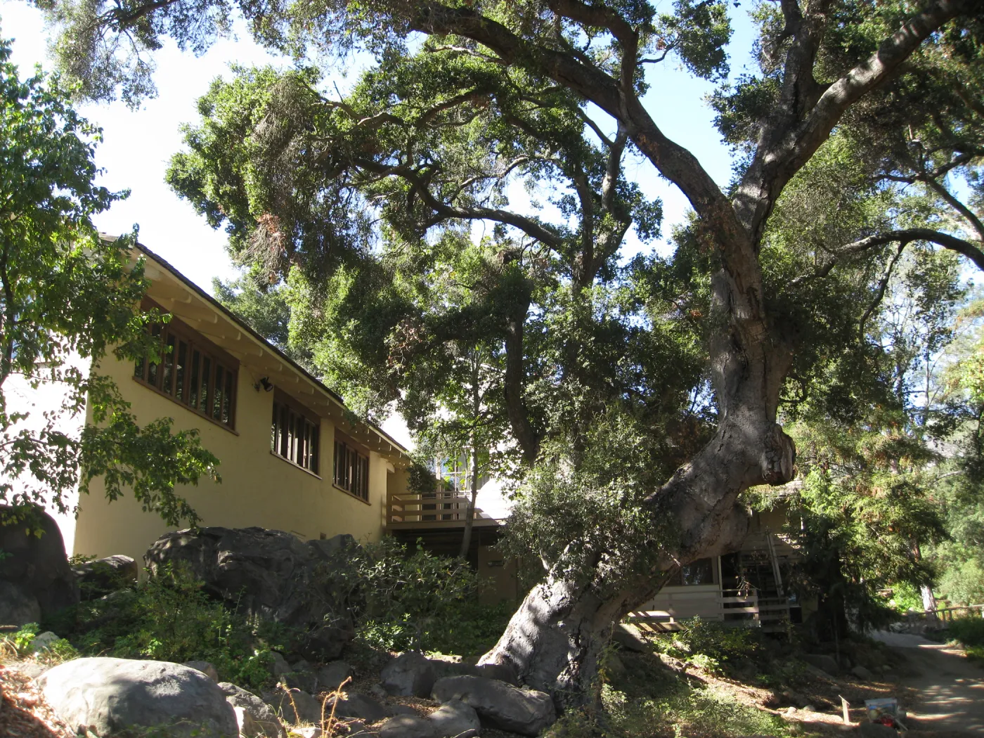 Arroyo oak (Coastal Live Oak) removed as precaution after toppling of adjacent oak