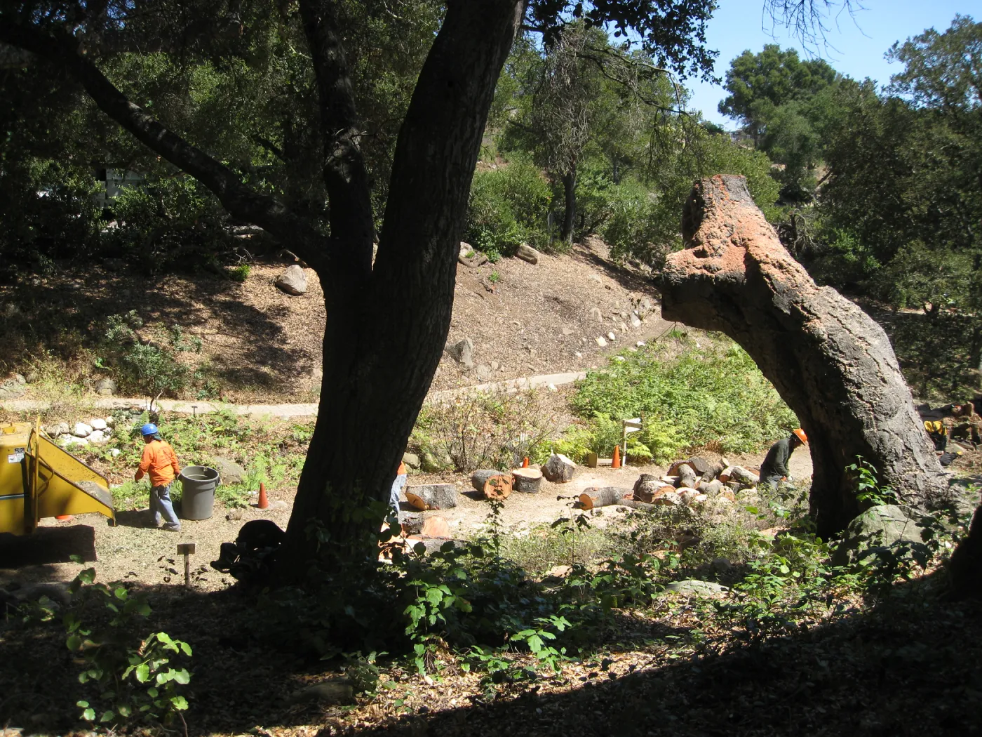Arroyo oak removed as precaution after toppling of adjacent oak