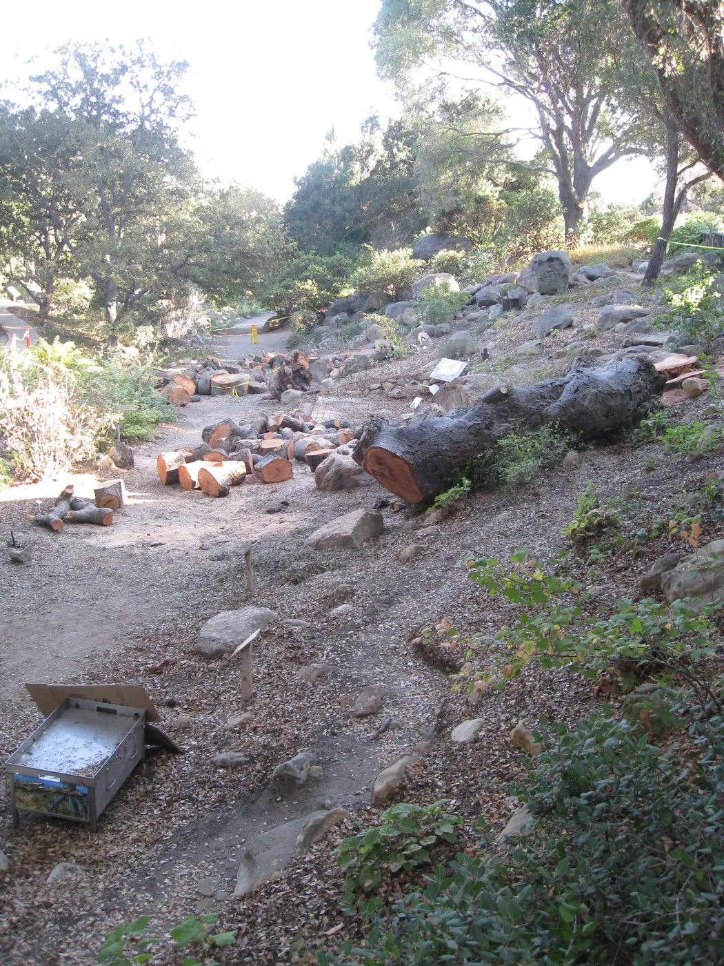 Arroyo oak removed as precaution after toppling of adjacent oak