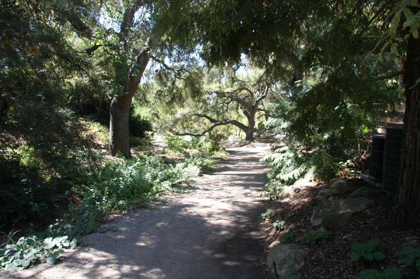 Arroyo Section, oak trees along the Arroyo Trail in the Discovery Garde