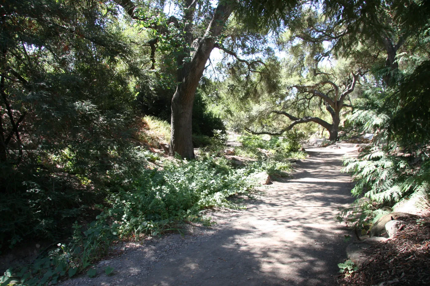 Trail in the Arroyo Section, oak tree arching across path