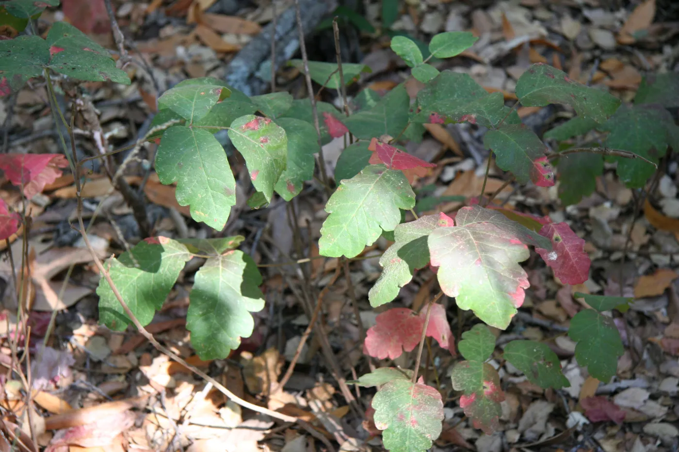 Poison oak