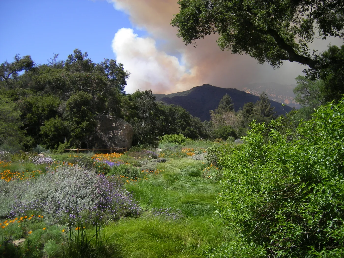 view of the Jesusita Fire from the SBBG Meadow, day one, 3:15 PM