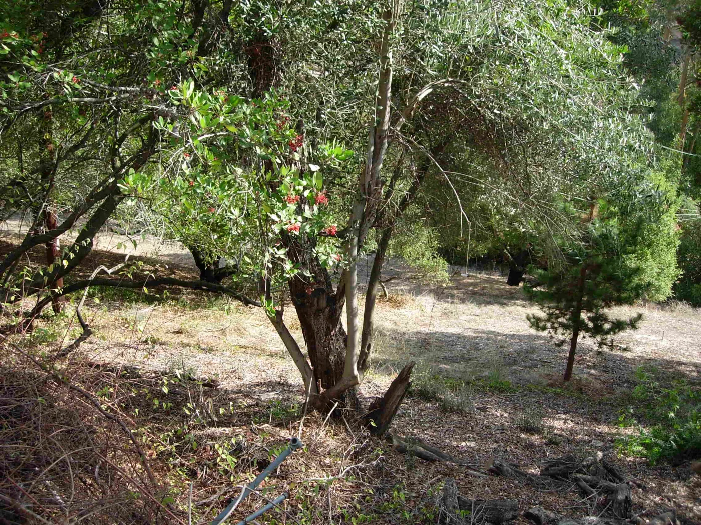 Fire safety pruning on the east slope porperties, SBBG 2006 Projects