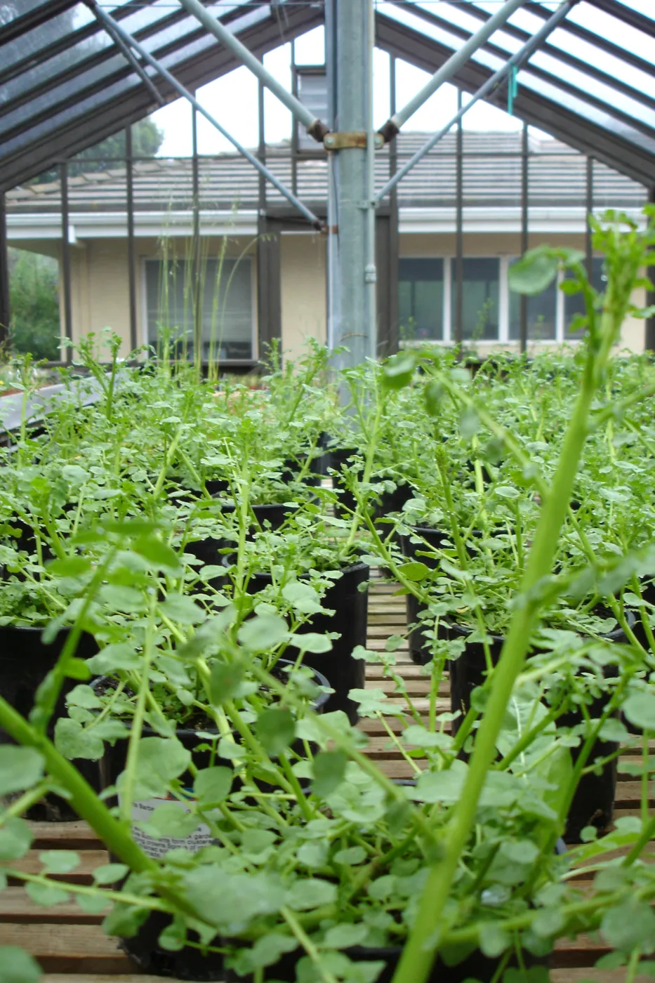 pots with Gambel's watercress, CPC plant, growing in the SBBG Conservation greenhouse