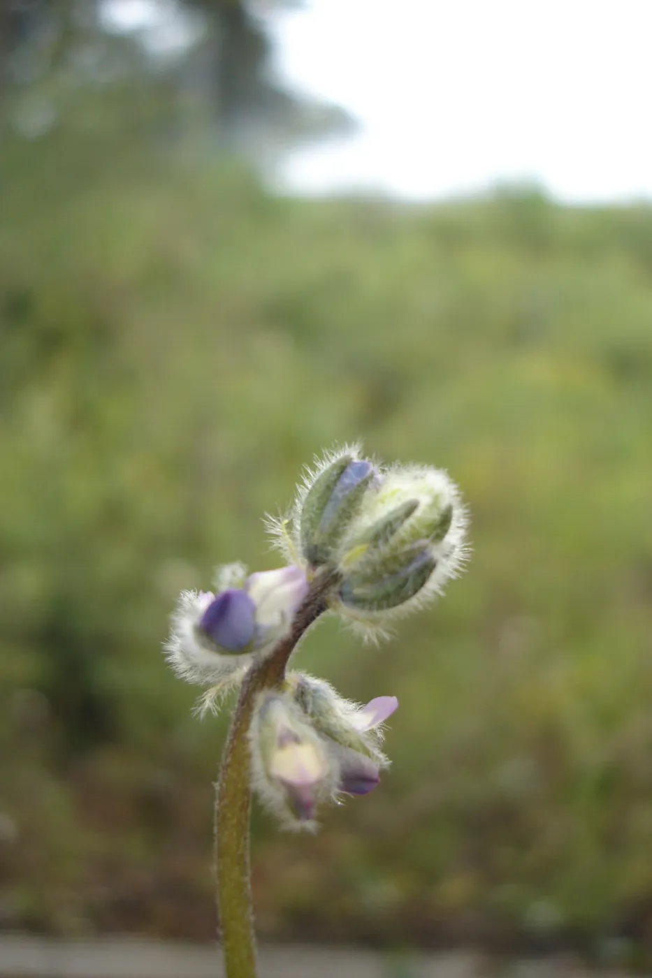 Lupinus nipomensis, CPC plant, growing at the SBBG Conservation greenhouse