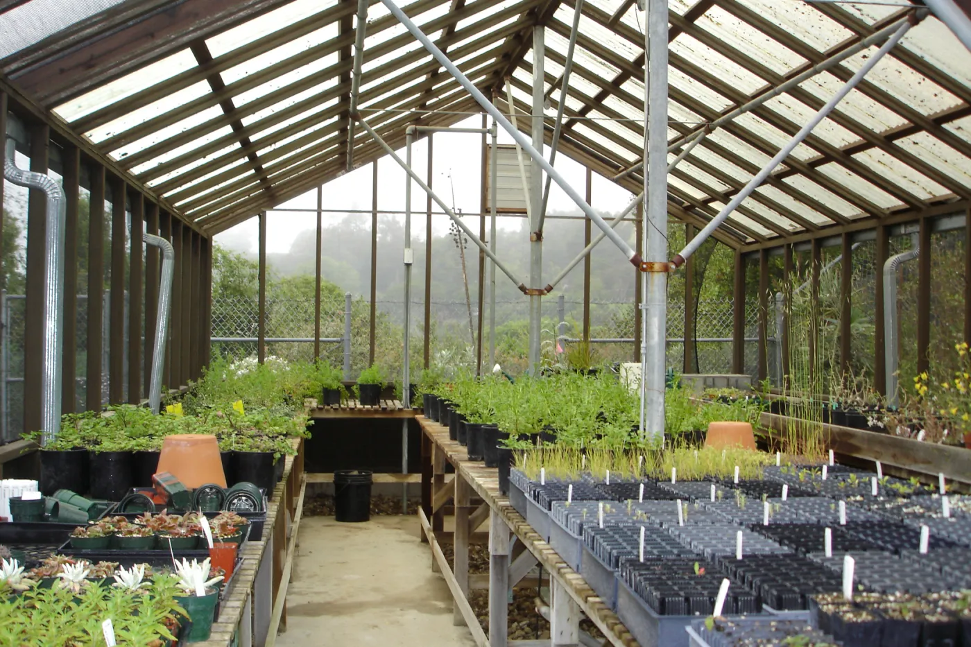 SBBG Conservation greenhouse, Myrick lath house