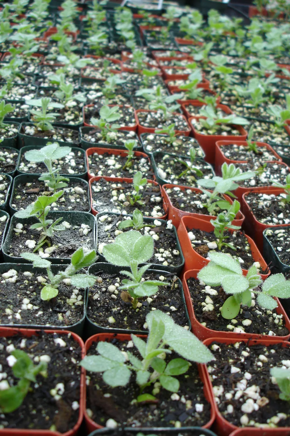Thermopsis macrophylla seedlings, CPC plant, growing in the SBBG Conservation greenhouse