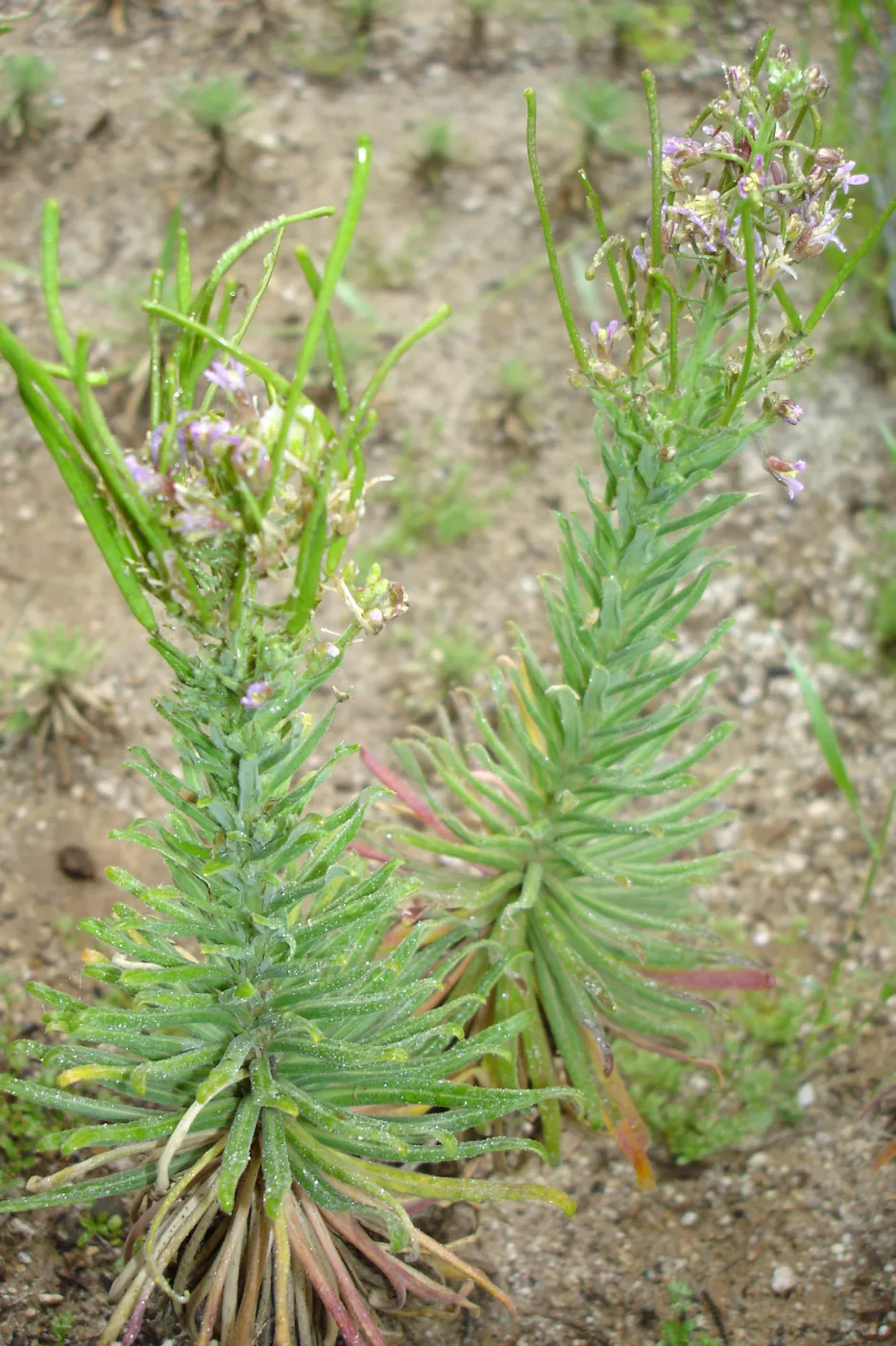 Hoffmann's rock cress, Arabis hoffmannii, CPC plant, growing in the SBBG Conservation planting bed at the Hort Unit