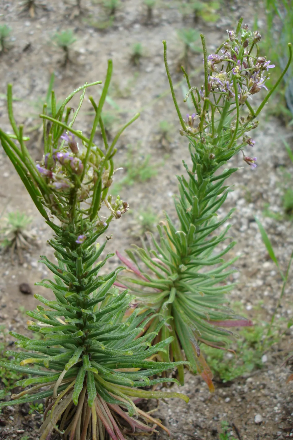 Hoffmann's rock cress, Arabis hoffmannii, CPC plant, growing in the SBBG Conservation planting bed at the Hort Unit