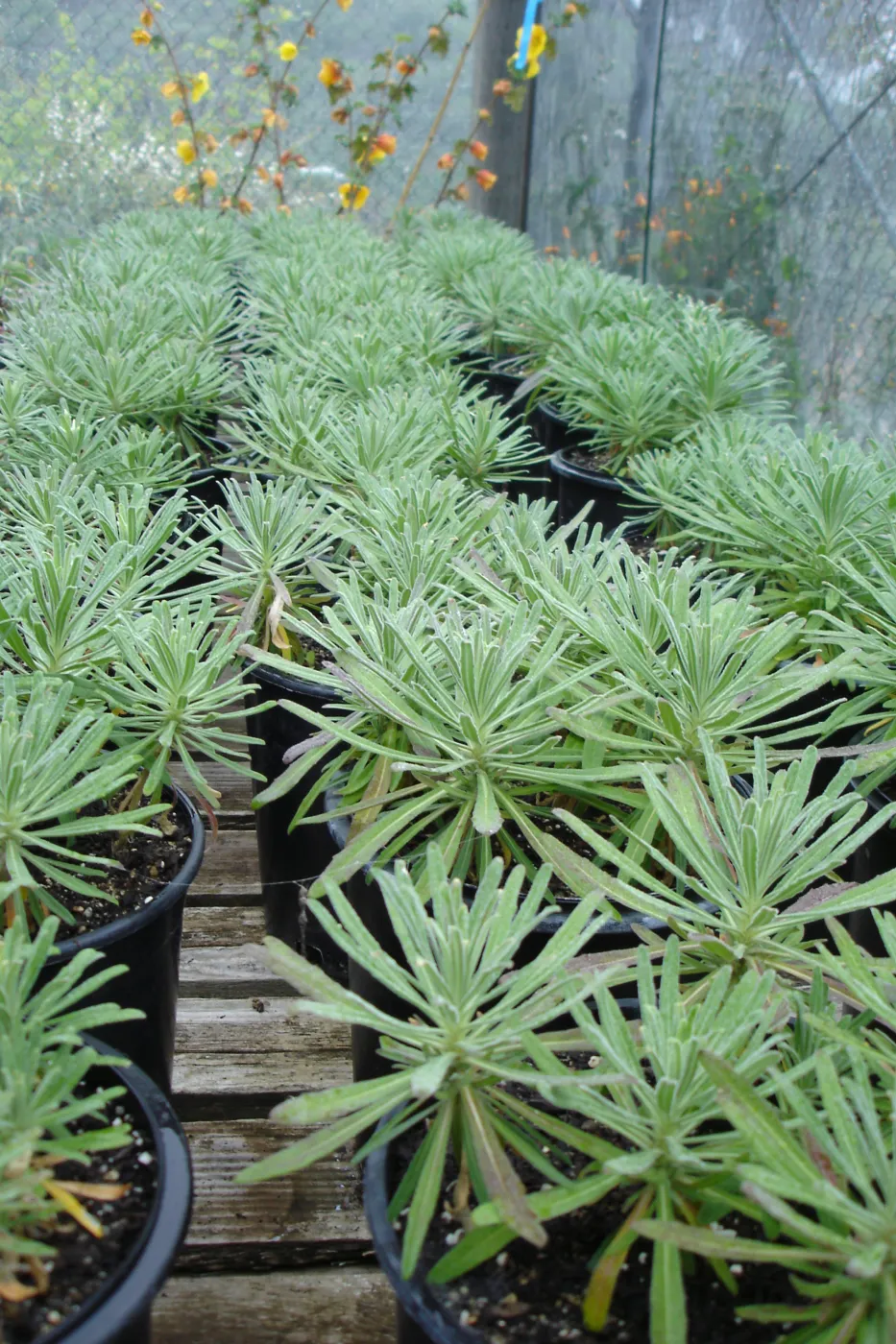 pots with Hoffmann's rock cress, Arabis hoffmannii, CPC plant, growing at the Hort Unit
