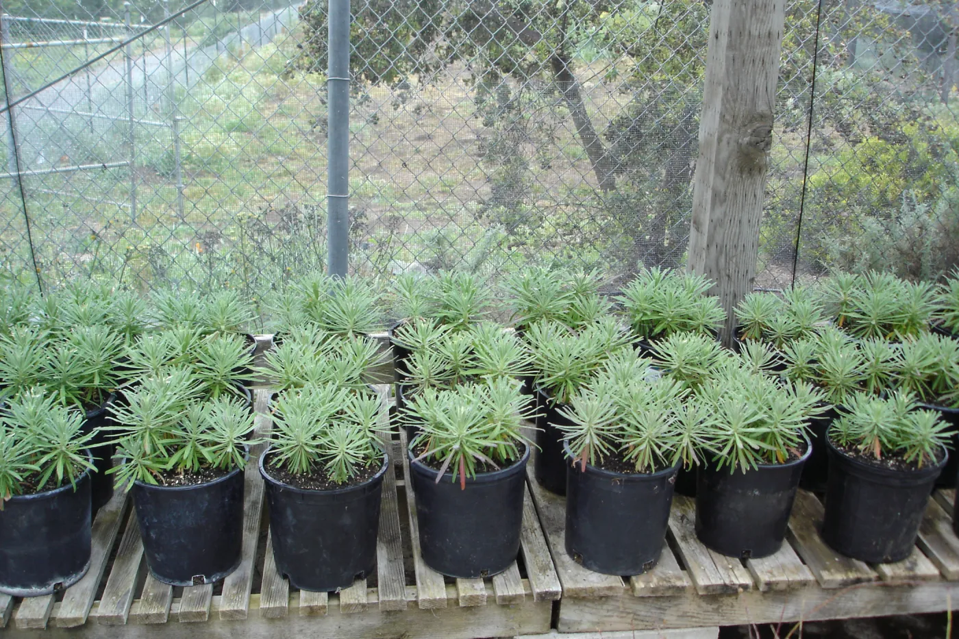 pots with Hoffmann's rock cress, Arabis hoffmannii, CPC plant, growing at the Hort Unit
