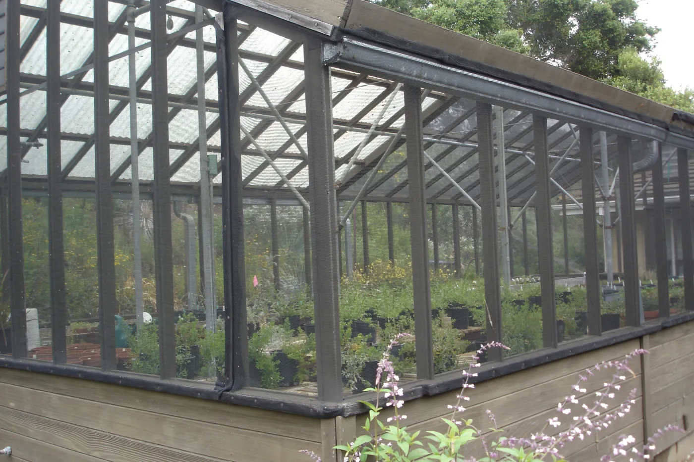 SBBG Conservation greenhouse, Myrick lath house