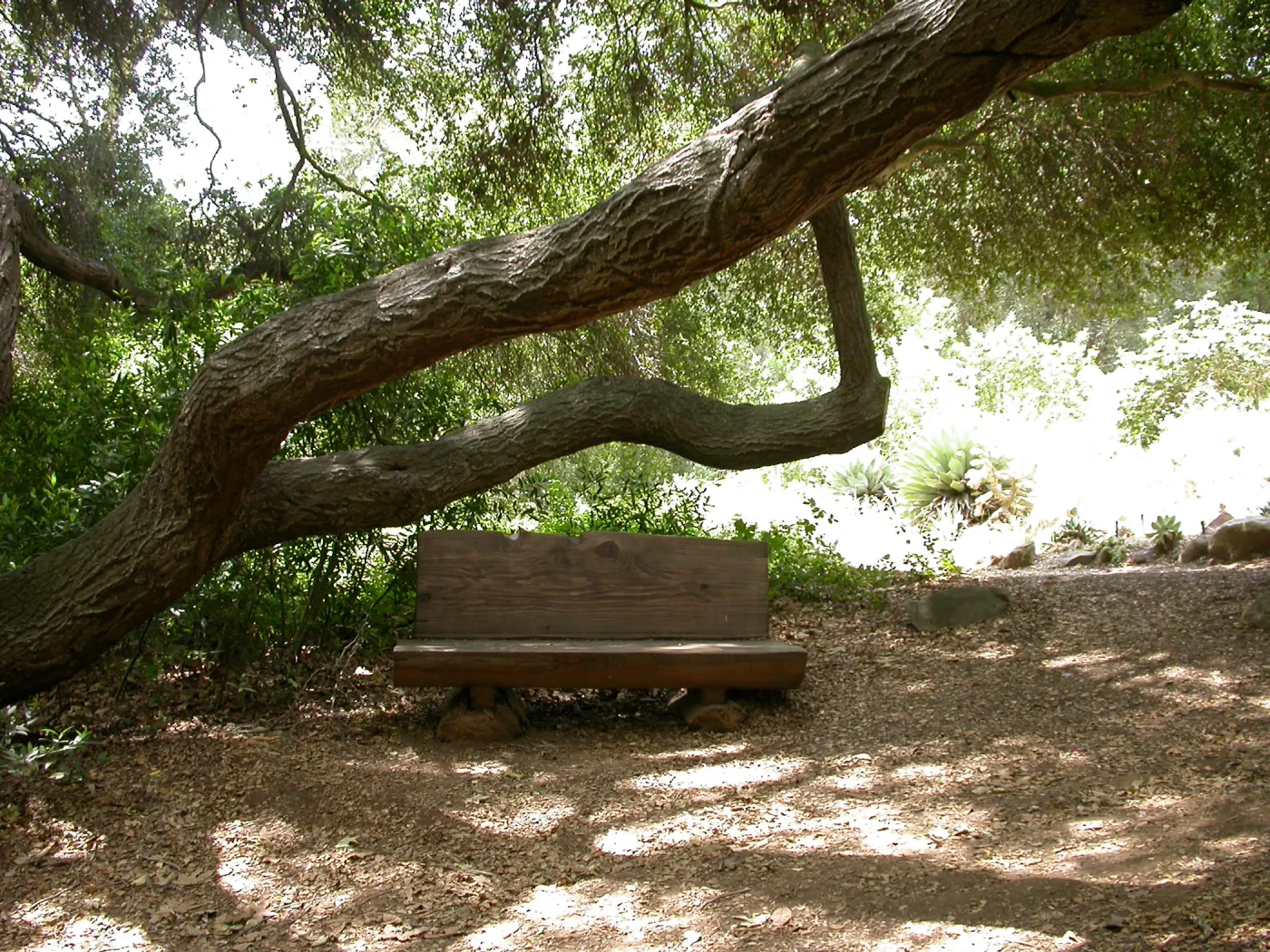 Ellen Hansen Bench, M 25 (Bench #42)