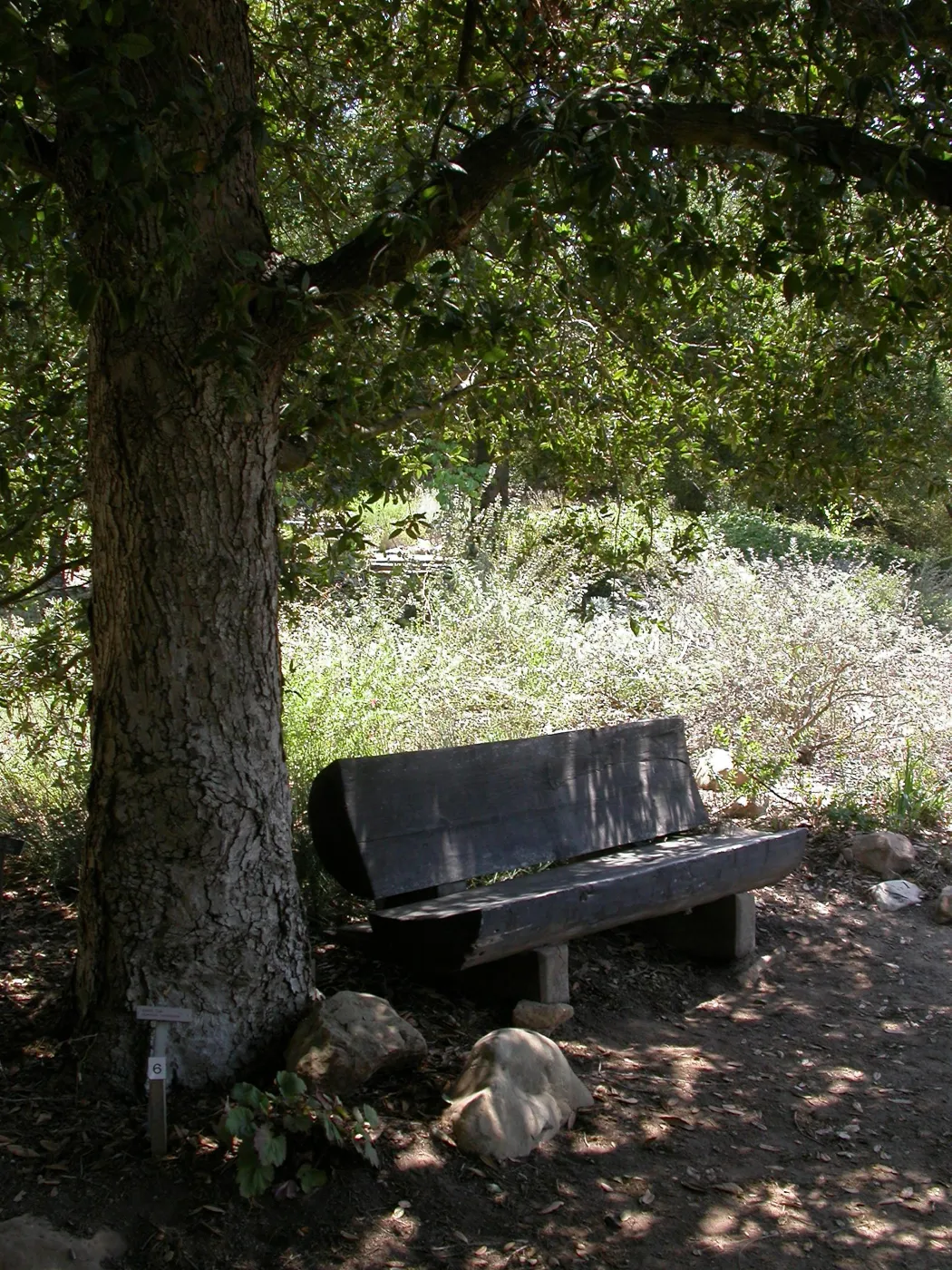 Gross Bench (Bench #15) ?
