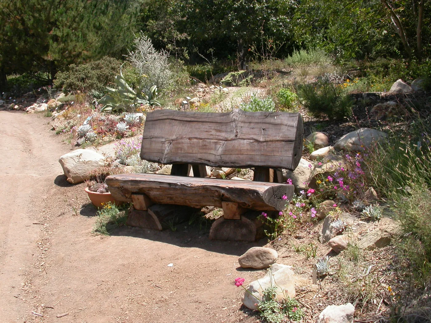 Wood Bench below Dudleya Display (Bench #17)