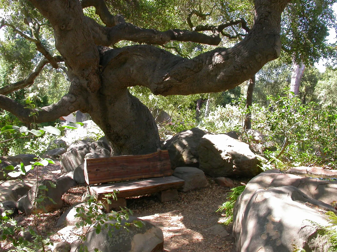 Weininger Bench in Manzanita Section (Bench #52)