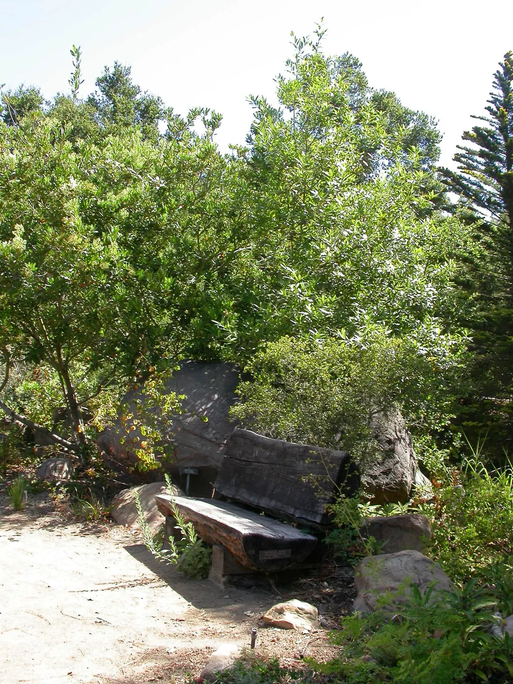 Jones Bench (Bench #51)