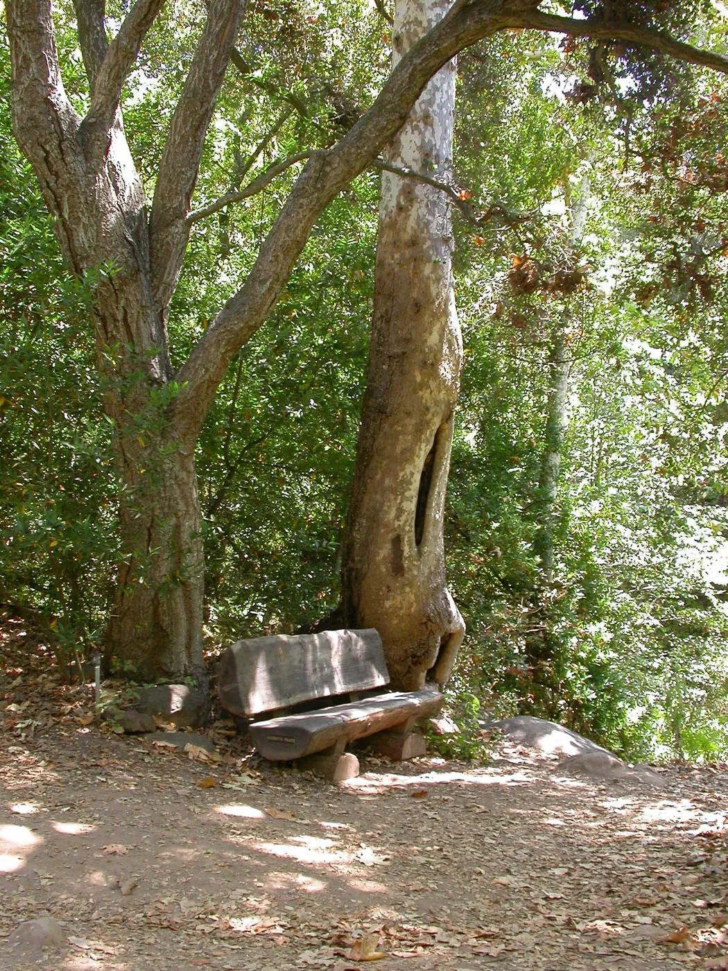 Rogers Bench along Canyon Trail (Bench #38)
