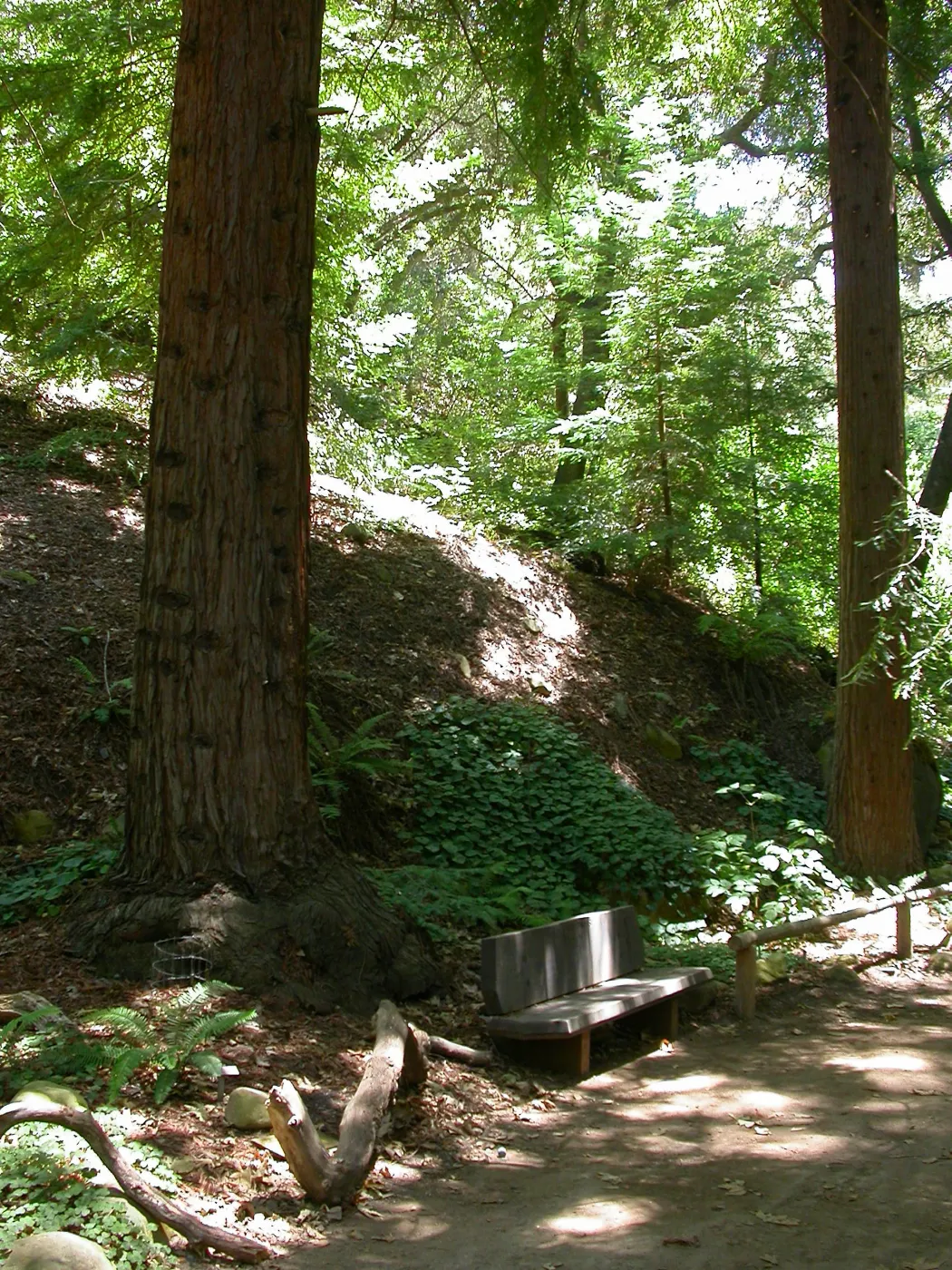Nobs Bench in the Redwood Section (Bench #29)