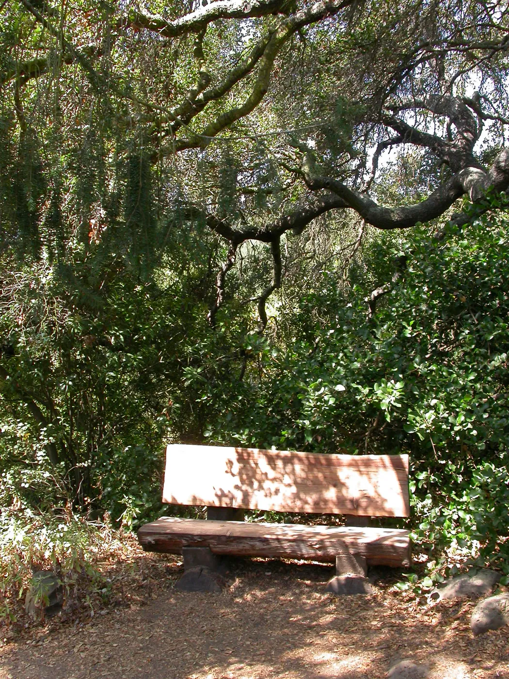 McLean Bench (Bench #54)