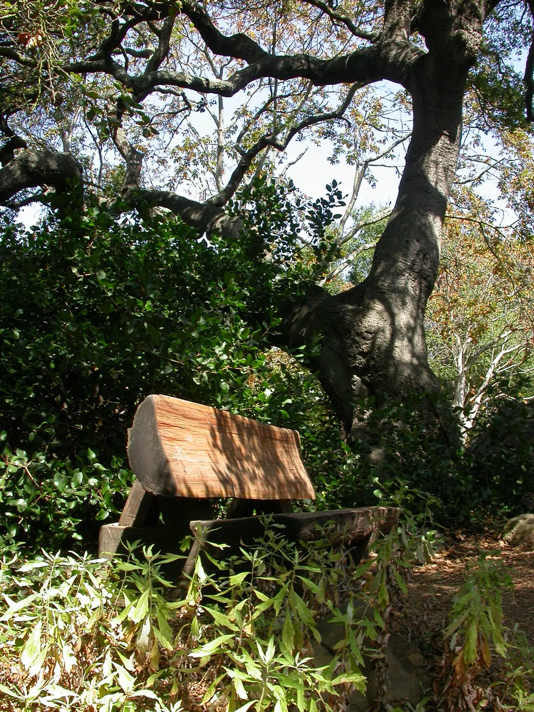 McLean Bench (Bench #54)