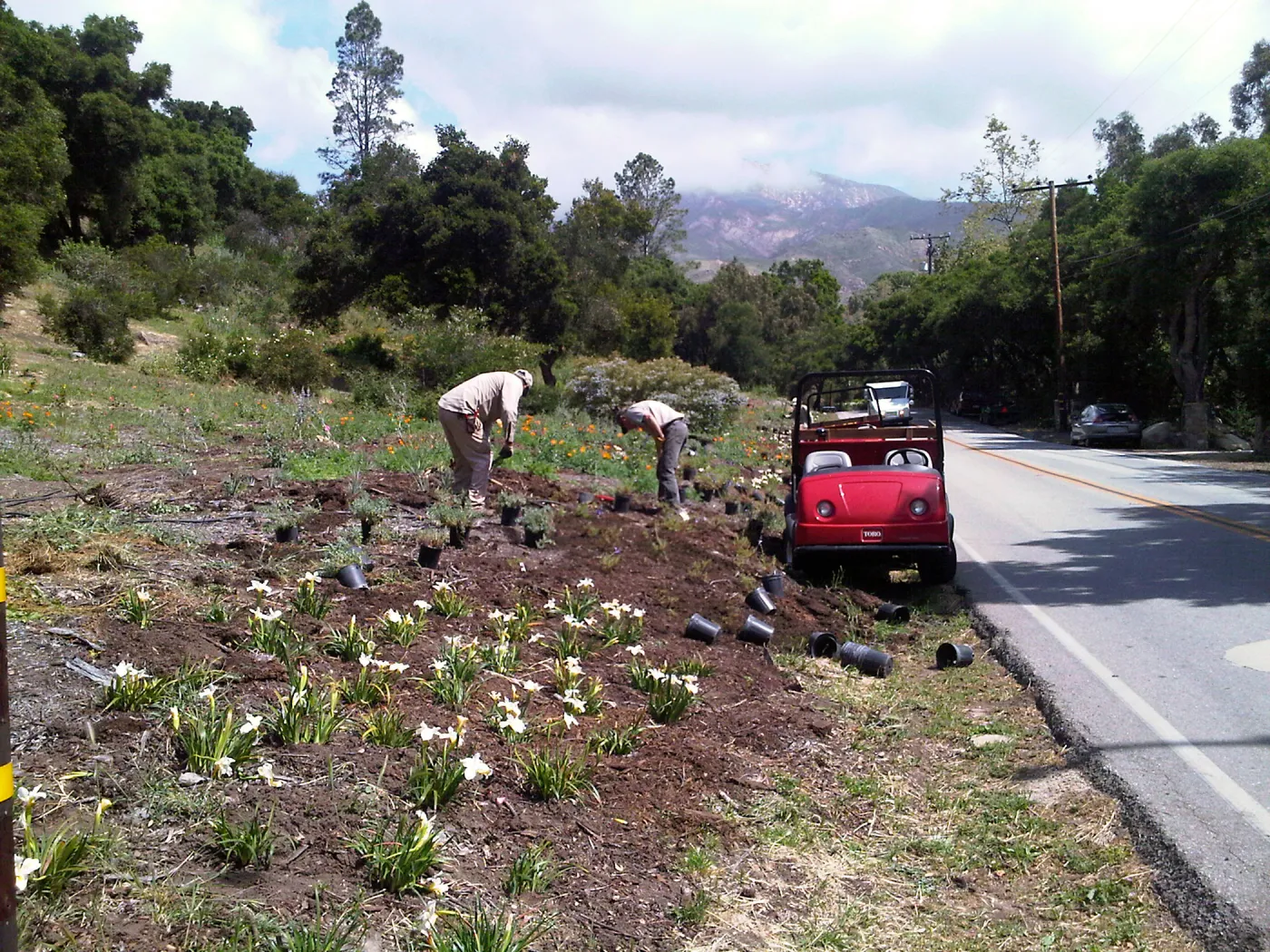 SBBG grounds staff planting the Mission Canyon/Tunnel Road triangle