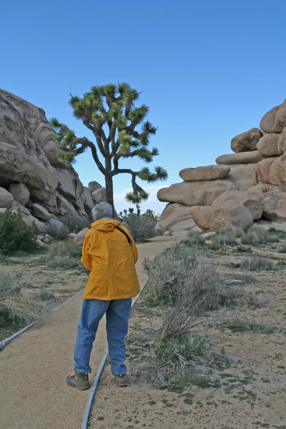 Bob Haller, Joshua Tree, SBBG field trip
