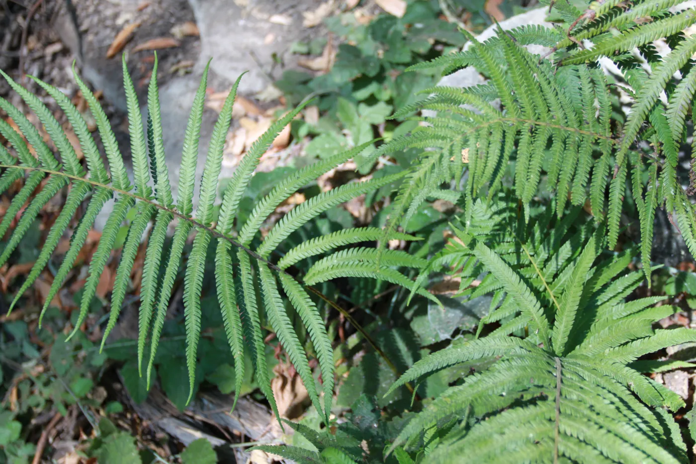 Thelypteris, Arroyo Hondo