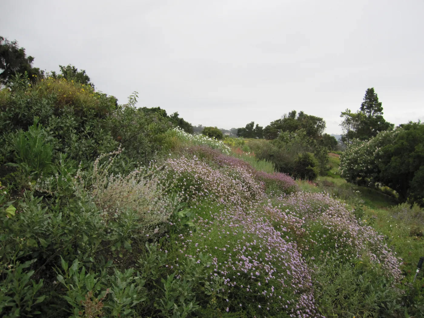 wildflowers on th Porter Trail, one year after the Jesusita Fire