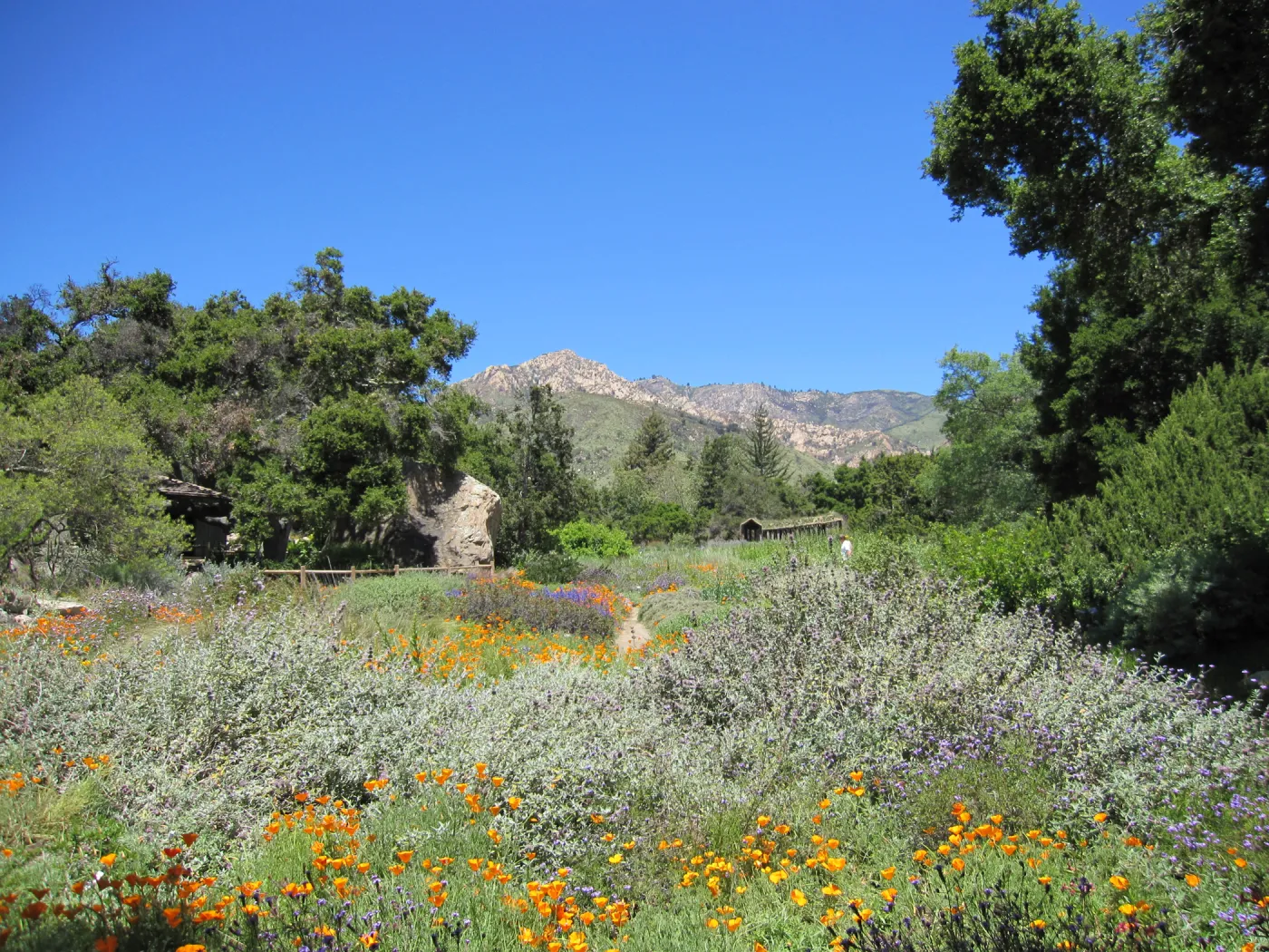 Meadow view, one year after the Jesusita Fire