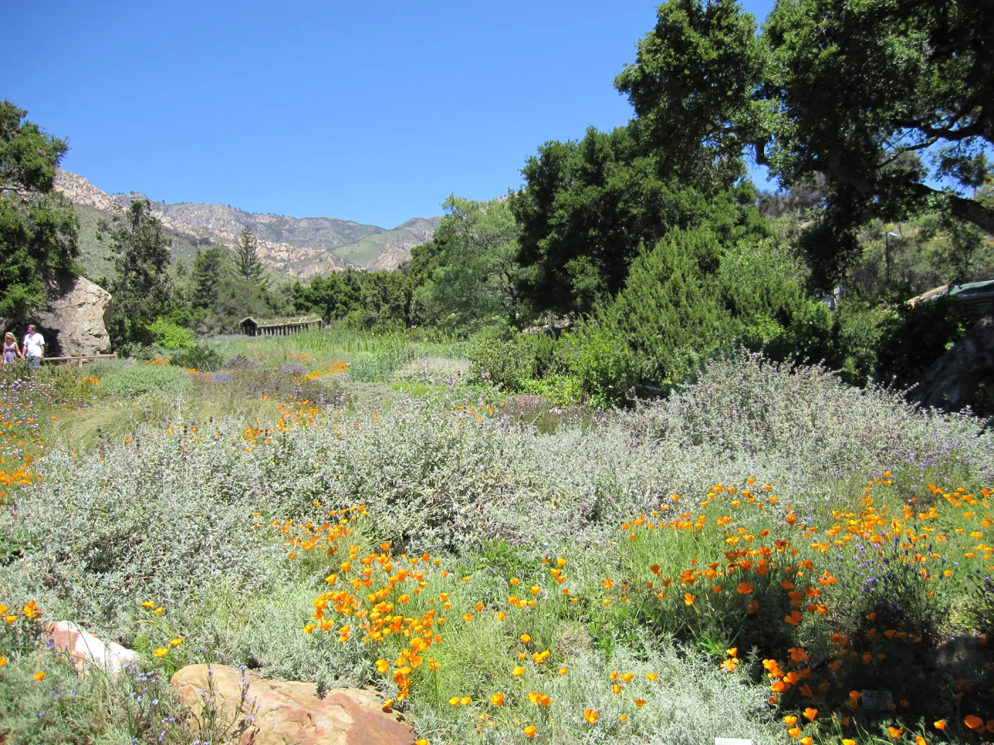 Meadow view, one year after the Jesusita Fire