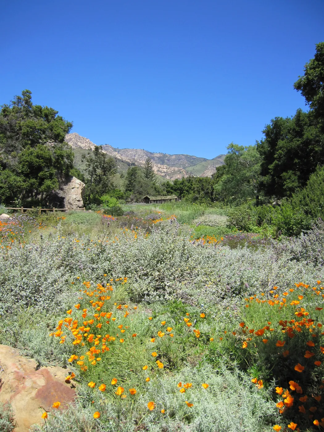 Meadow view, one year after the Jesusita Fire