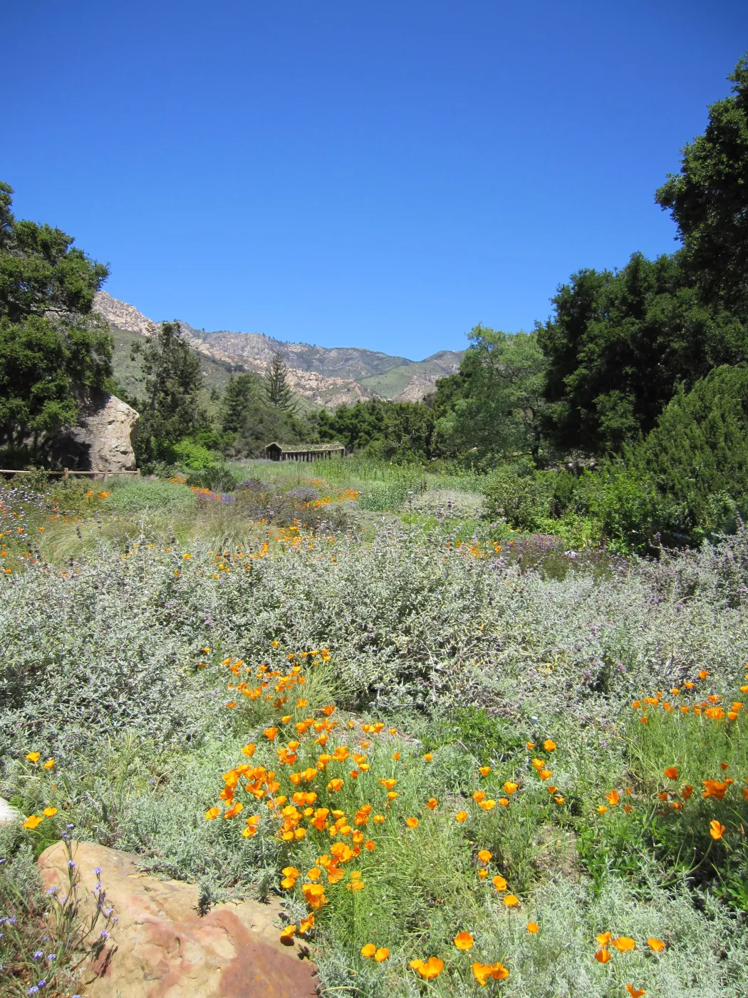 Meadow view, one year after the Jesusita Fire