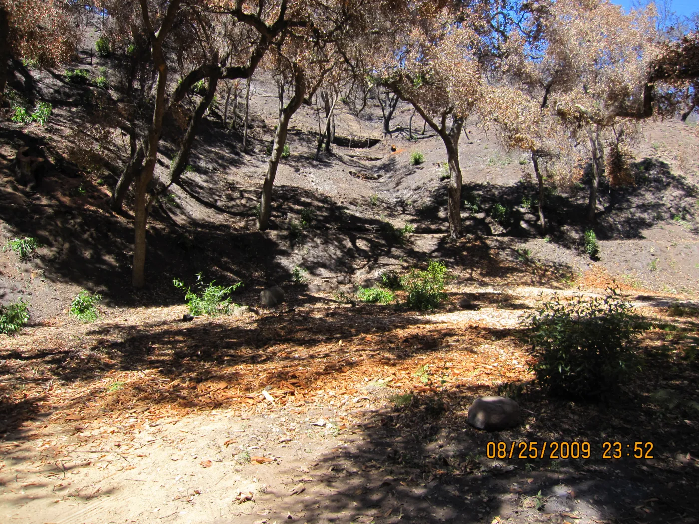 after trees were removed along the Canyon Trail, Mission Canyon after the Jesusita Fire