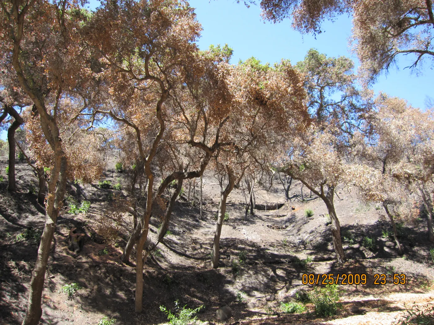 Mission Canyon after the Jesusita Fire