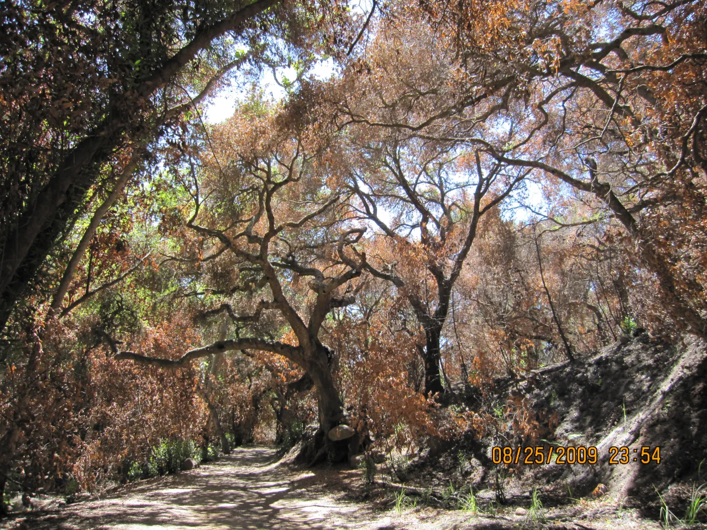 Mission Canyon after the Jesusita Fire