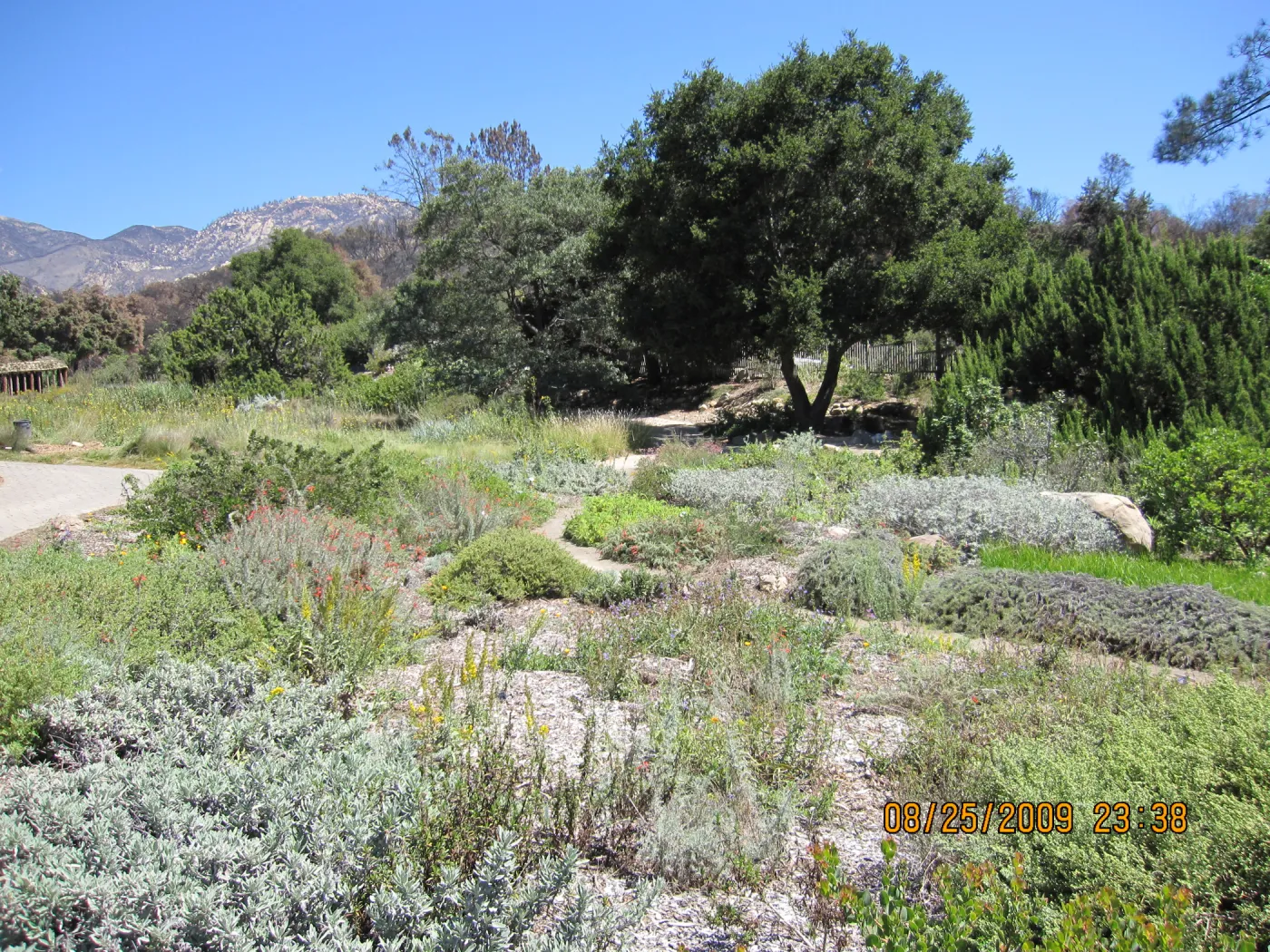 lower Meadow, ground cover display