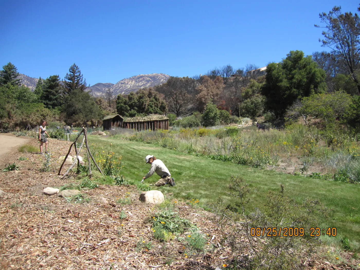 extended lawn in the Meadow