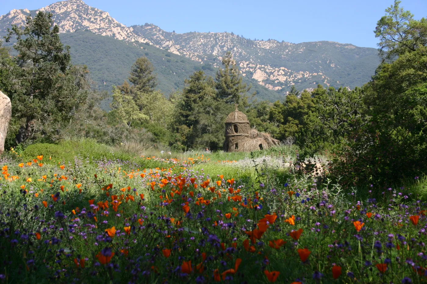 Toad Hall, wildflowers in the Meadow