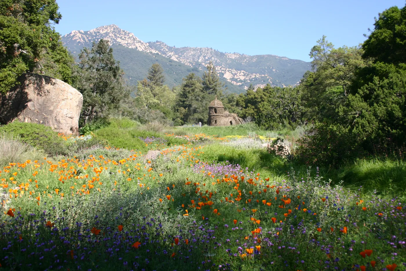 Toad Hall, wildflowers in the Meadow