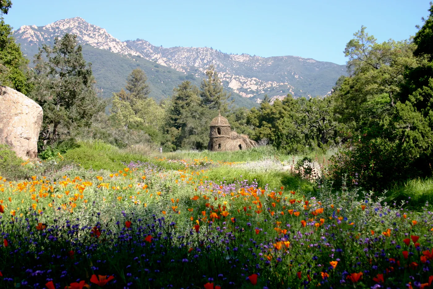 Toad Hall, wildflowers in the Meadow