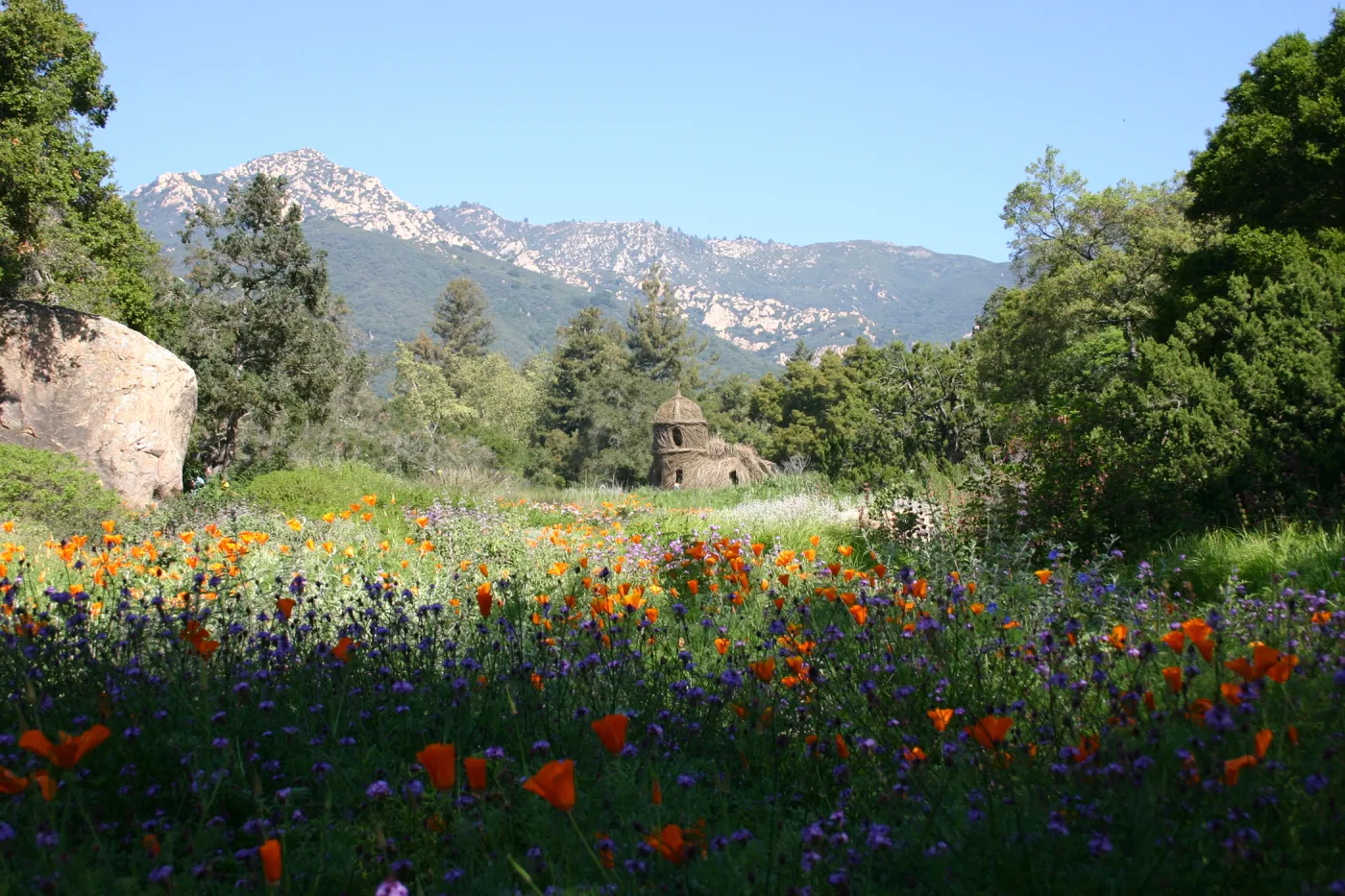 Toad Hall, wildflowers in the Meadow