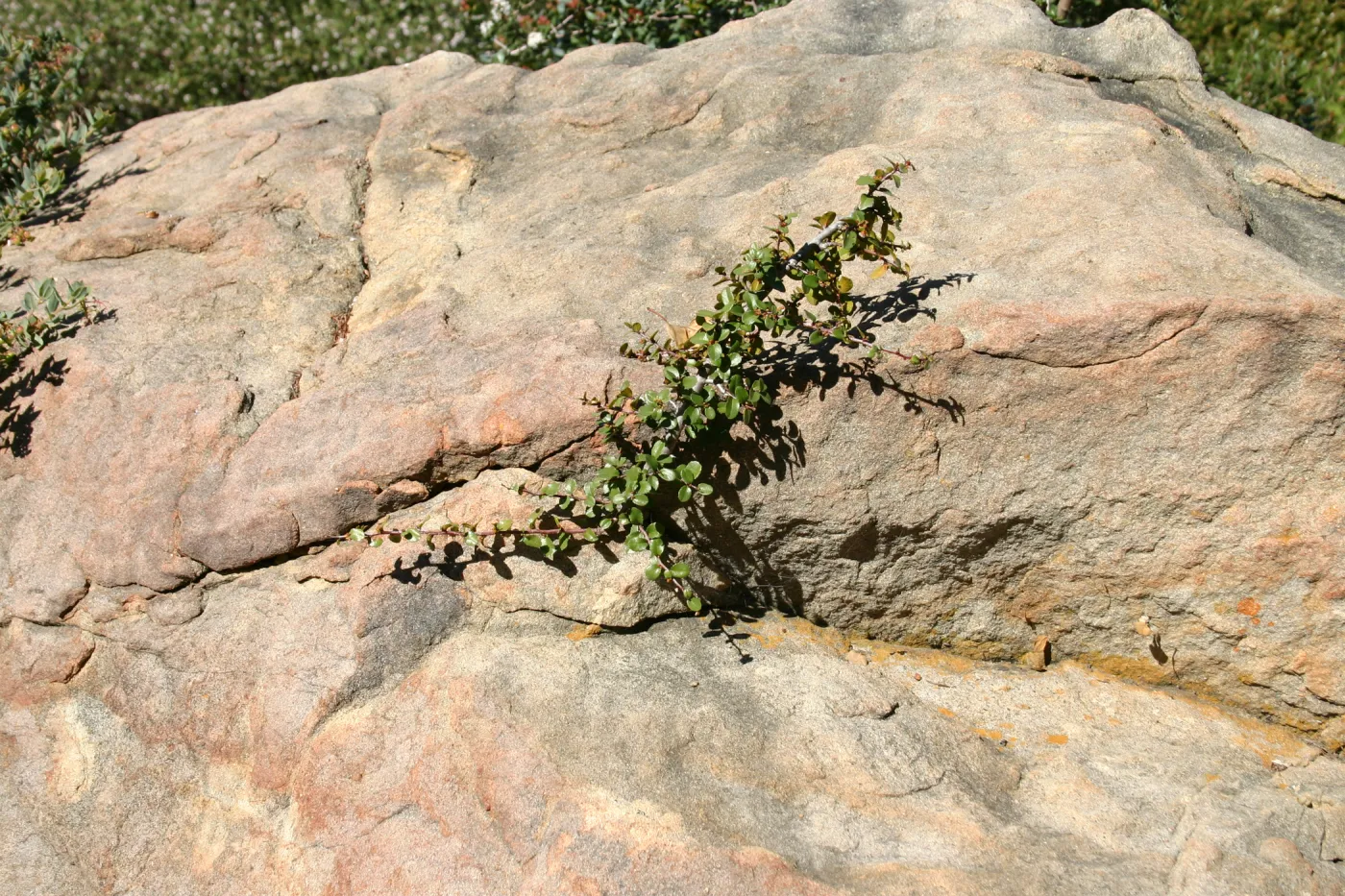 Manzanita growing in the crack of a small boulder, SBBG Manzanita Section