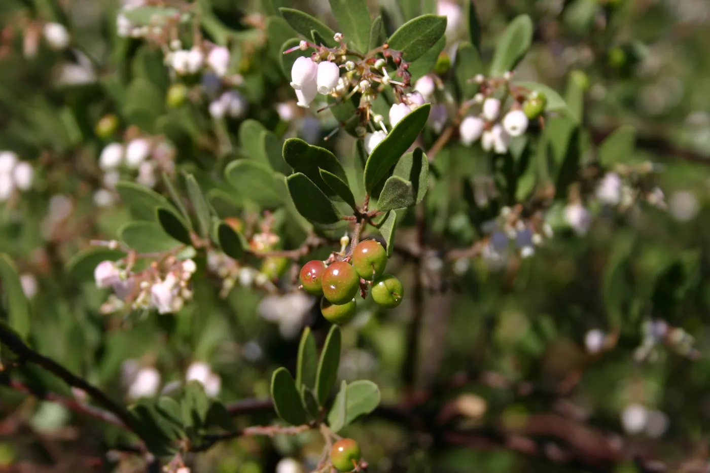 Manzanita flowers and fruits, SBBG Manzanita Section