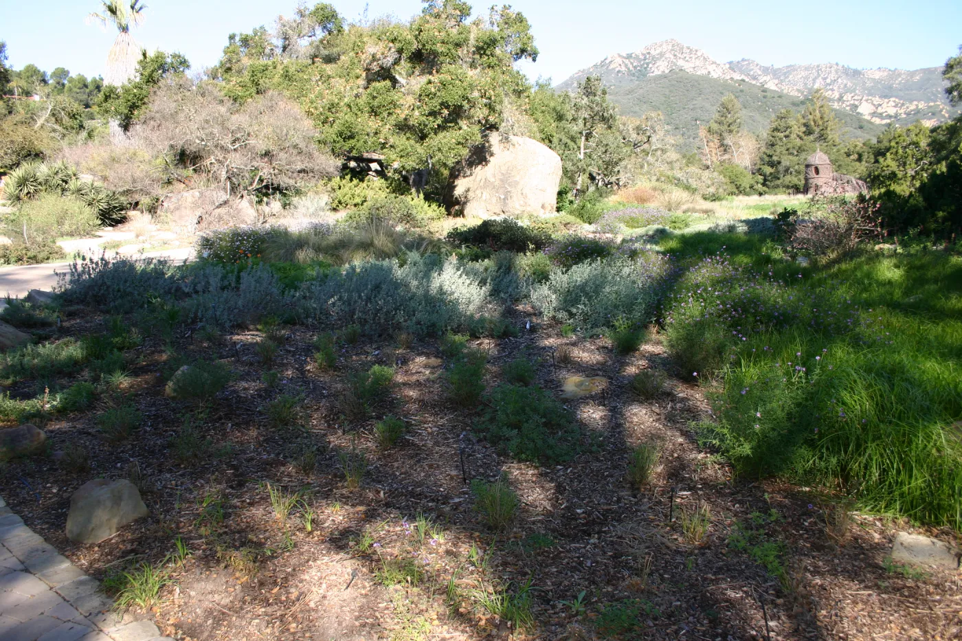 Ground Cover Display, lower Meadow Section