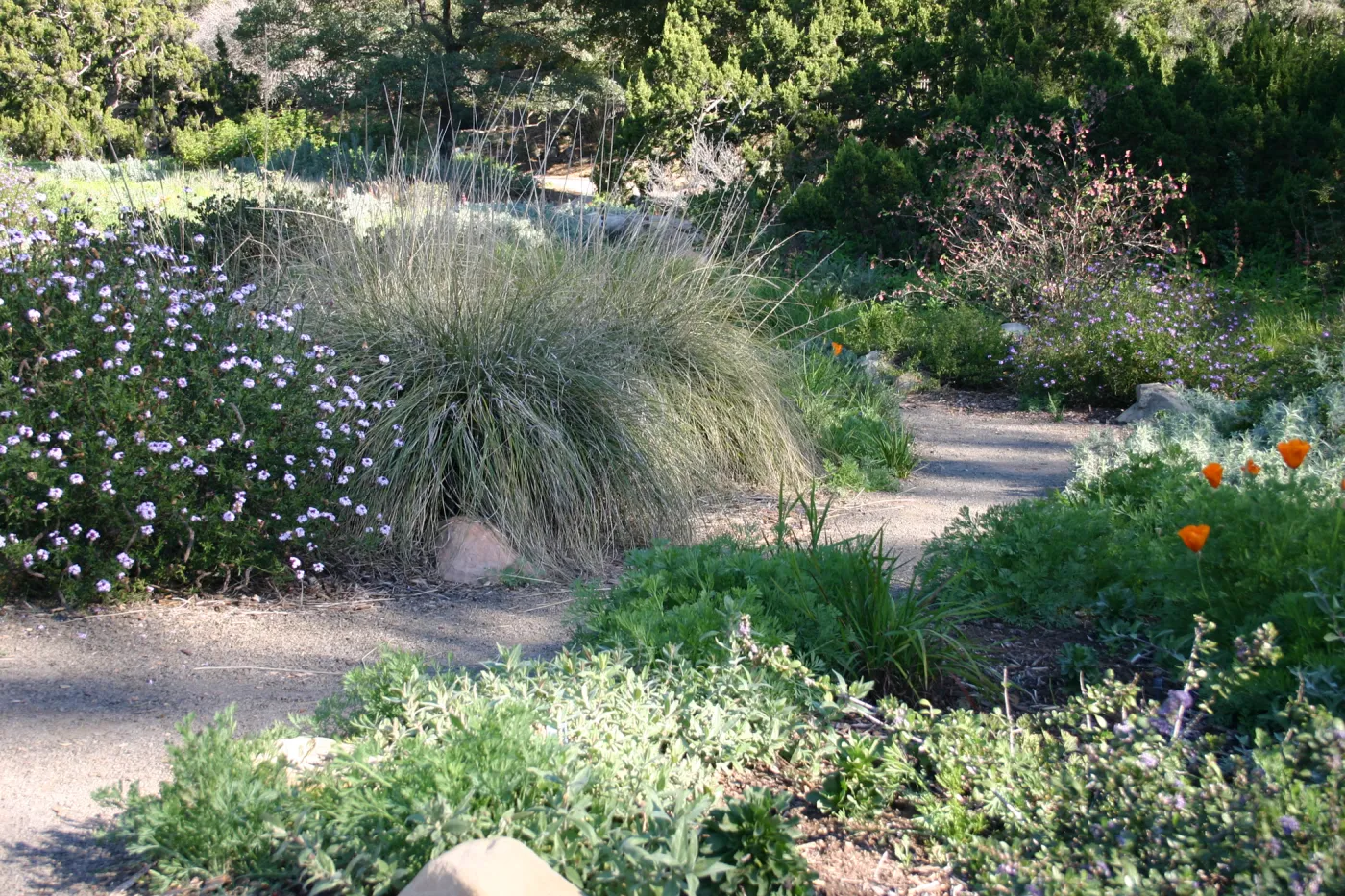 Ground Cover Display, lower Meadow Section